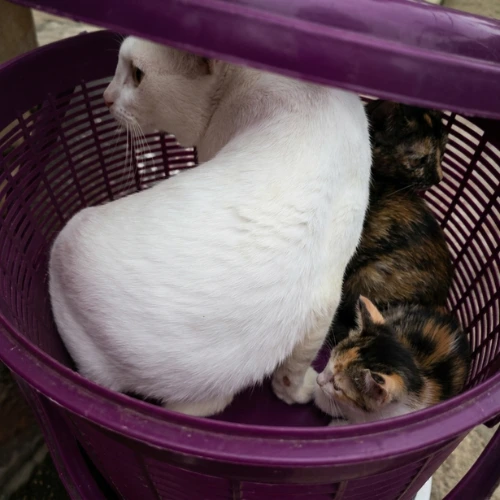 Relaxed cat travelling with MoveMyPet